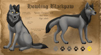 Howling Feral Ref Sheet by Nyashia - wolf, male, reference sheet, ref sheet, howling, yellow eyes, refsheet, black fur, ref-sheet, referencesheet, blackpaw, grey fur, eurasian wolf, eurasian, howling blackpaw