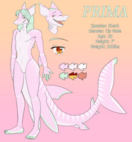 Prima Refsheet by Saucy - male, reference sheet, character sheet, shark, ref sheet, refsheet