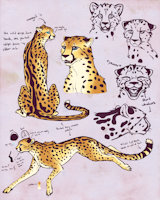 Cheetrah by Drakkonim - female, cheetah, oc, king cheetah