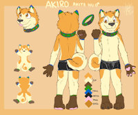 Akiro Referencia by AkiroAkitaInu - male, akita, akita inu
