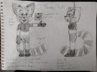 CJ "Paradox" Roth - Ref 2018 (Sketch) by CoopBurrito - fox, cub, red panda, male, fennec, character sheet, m/solo, fennec fox, ref sheet, pandox, male/solo, m/s, paradox, fennecfoxee, cj roth, cameron julien roth, red fennec pandox, paradoxpandox