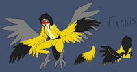 Tannis reference by helix86 - female, avian, reference, harpy, tannis, western tanager