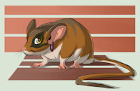 Yakungir - Character Sheet by Varwulf - male, feral, dormouse, masked mouse-tailed dormouse, yakungir