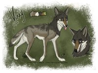 Vinny Ref by LostWolfSpirit - male, reference sheet, canine, coyote, feral, model, character, sheet, ref, canid, ref sheet, reference, quad, quadruped, arachnid, lostwolfspirit, minnowfish, vinny