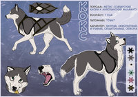 CM - Koks reference by Doroshevae - husky, male, mix, reference sheet, canine, grey, malamute, mutt, siberian husky, alaskan malamute, koks