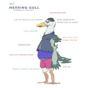 Silt by Lillyth - girl, female, reference sheet, bird, chubby, avian, seagull, 4chan, gull, herring