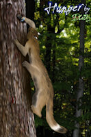 Hunger by RW74 - forest, cat, feline, cougar, male, squirrel, hybrid, tree, leopard, death, lynx, hunter, taur, hunt, hunger, hunting, hungry, captured, atomic, capture, cattaur, lynark, genomod, molecularly modified organism, beta lynark