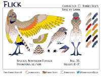 Flick Ref Sheet by Bunnyhops - male, reference sheet, avian, reference, flicker, woodpecker