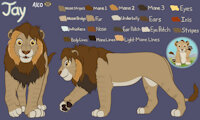 Jay the Lion - Character Sheet by AlcosaurusRex - feline, male, lion, tail, paws, character sheet, feral, love, digital, teeth, profile, art, bright, smile, family, colors, legs, character, sheet, color, side, style, head, mane, face, oc, mouth, happy, reference, anatomy, arms, animal, faces, nose, jay, surprised, front, digital art, expression, lion king, charactersheet, lionking, excited, tlk, nostrils, tlk style, lion guard, lionguard, alco, jaykysoque