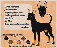 RusToy - reference by Doroshevae - dog, male, reference sheet, canine, russkyi toy, russian toy terrier