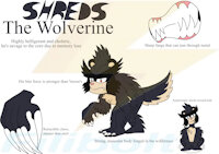 Shreds the Wolverine by Filibolt - wolverine, fur, furry, ref sheet, sharp teeth, mobian, long claws, bio, male/solo, sonic oc, sharp claws