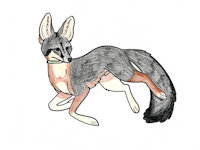 Gus the gray fox by Cheetahmikey - cute, small, male, gray, feral, collar, grey, furry, gray fox, grey fox, dog fox, protagonist