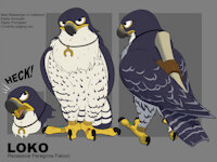 Loko by McFan - male, bird, solo, peregrine falcon, loko, vallerane