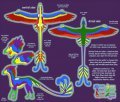 Larkspur Ref Sheet Revamped  by SiraLoba - dragon, female, hybrid, gryphon, sheet, fantasy, ref, reference, other, macaw, digitalart, larkspur, /, larkspurdragon