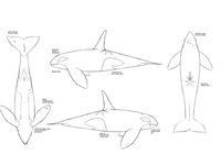 Verified Veo by Dolorcin - male, dolphin, orca, killer whale, veo