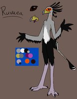 Ruvuea ref by StationarySpoon - male, reference sheet, ref, ref sheet, reference, refsheet, refrence, ref-sheet, secretary bird