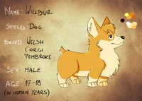 Willbur reference sheet by dunnowhattowrite - dog, male, reference sheet, corgi, ref sheet, welsh corgi