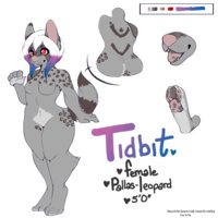 Reference - Tidbit by SketchyRingtail - cute, feline, female, mix, hybrid, reference sheet, short, leopard, curvy, pallas cat, tidbit, sketchyringtail, manul cat