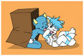 leppy blue ferret anna box