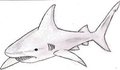 Shark by RizzyRau