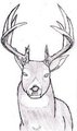 White Tail Buck by RizzyRau