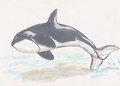 Fantasy orca