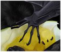 Bat Claw