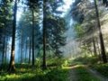 Services: A Walk in the Woods by TastesLikeGreen