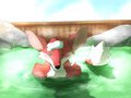 Foxes in hot springs