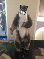 Art Doll: Furry by CeramicFox