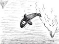 Orca