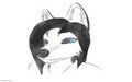 ~Sketch~ Sketchy husky by NikkiFoxxysocks