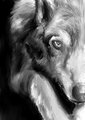 Wolf Painting