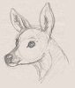 Beautiful fawn 