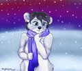 Polar Bear in the Snow