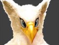 Hoot Bust by Kaiot