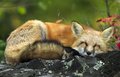 True Story(Fox Lullaby) by Blackwervolk