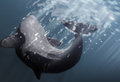 Splash by koba