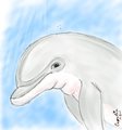 Dolphin by Camelia
