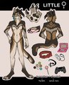 Little's Ref by LittleFreckles