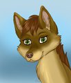 Honey husky