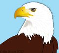 Bald eagle vector