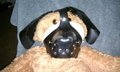 Puppy Bear (Auction Info in Description)