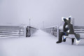 Waiting for the Storm by StormCoyfolf