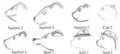 Johnny's Sketches