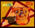 CatDog wallpaper