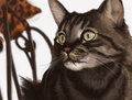 Kato The Cat by Thestory