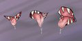 Drooly faces by LittleTurt