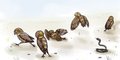 Burrowing Owls