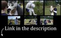 Furmeet Stockholm 2014 Albums by KimpZee